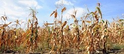 Prolongation de l'arrêté du gouverneur de la Province relatif à la sécheresse jusqu'au 10 septembre 2026